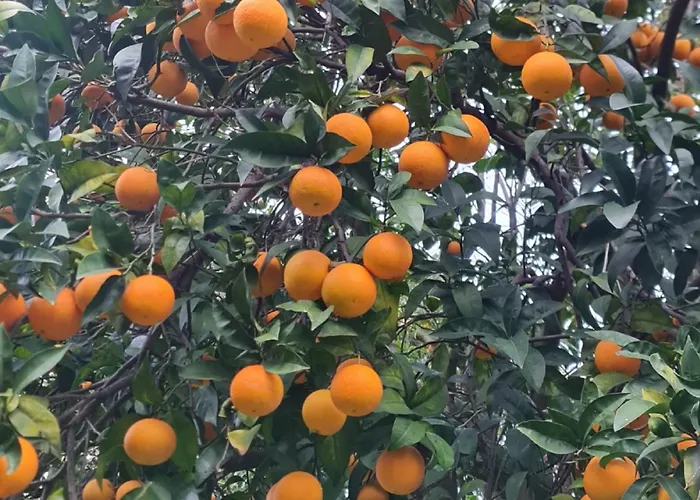 Holiday home Casa Rosellina