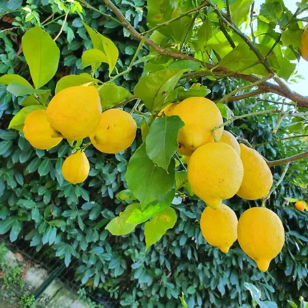 Casa Rosellina Sorrento