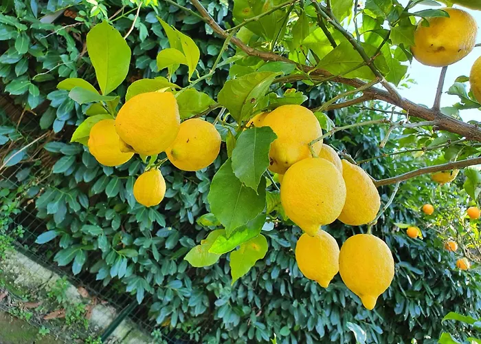 Casa Rosellina Sorrento
