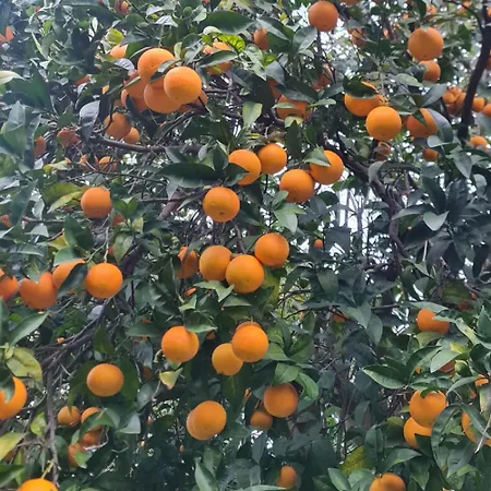 Vakantiehuis Casa Rosellina